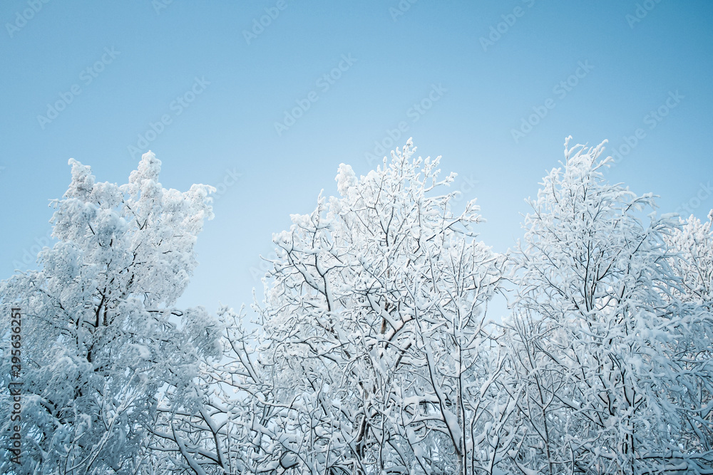 Beautiful winter landscape, forest trees, pines and firs covered with snow against the sky Beautiful winter landscape, forest trees, pines and firs covered with snow against the sky