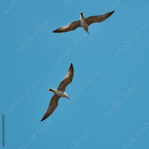 Flying seagulls. Seagulls against a clear blue sky. Two birds soar high in the sky. Seabird. Bottom view