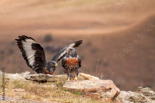 Jackal Buzzard, Giants Castle, Drakensberg, Kwazulu Natal, South Africa