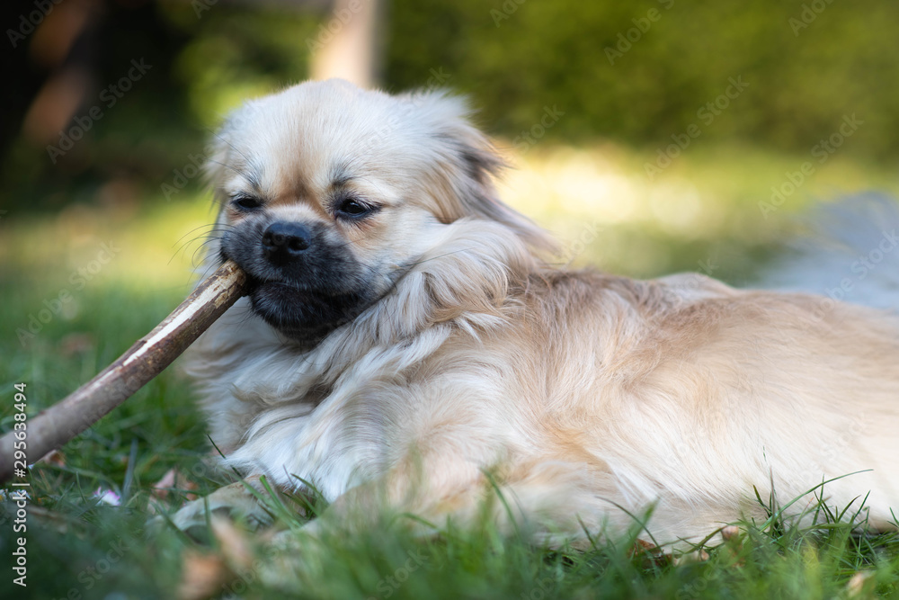 Young tibetan spaniel dog having fun using a big stick as a toothpick