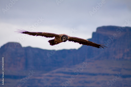 Endangered Bird of prey  Lammergeier  Bearded Vulture  in the Drakensberg  Giants Castle  Kwazulu Natal  South Africa