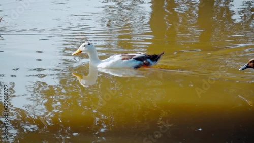 A river with two ducks swimming