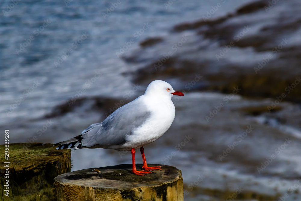 Obraz premium Red billed gull takes a tour of his beach. Stanmore Bay, Auckland, New Zealand