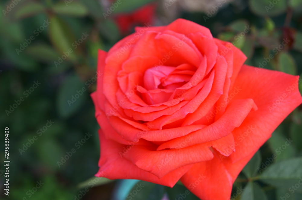 Red rose in botanical garden Red rose in botanical garden