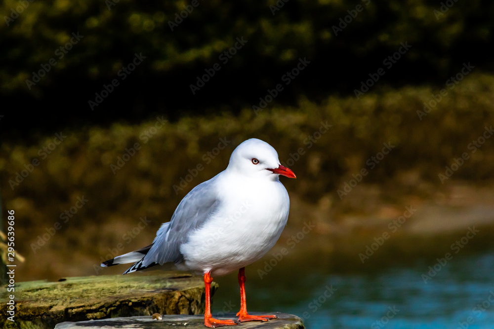 Red billed gull takes a tour of his beach. Stanmore Bay, Auckland, New Zealand Red billed gull takes a tour of his beach. Stanmore Bay, Auckland, New Zealand