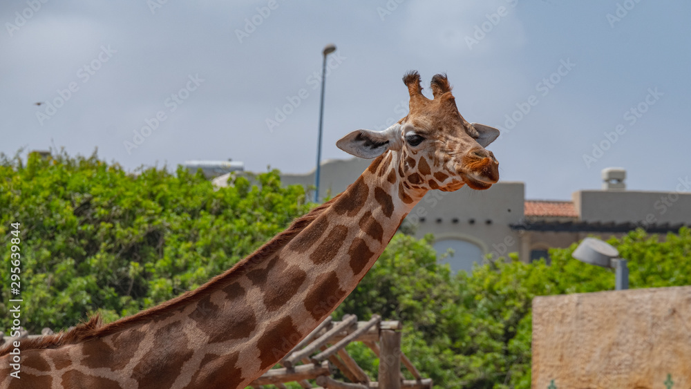Fototapeta premium Giraffe