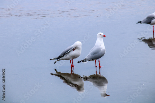 Red billed gull takes a tour of his beach. Stanmore Bay, Auckland, New Zealand photo