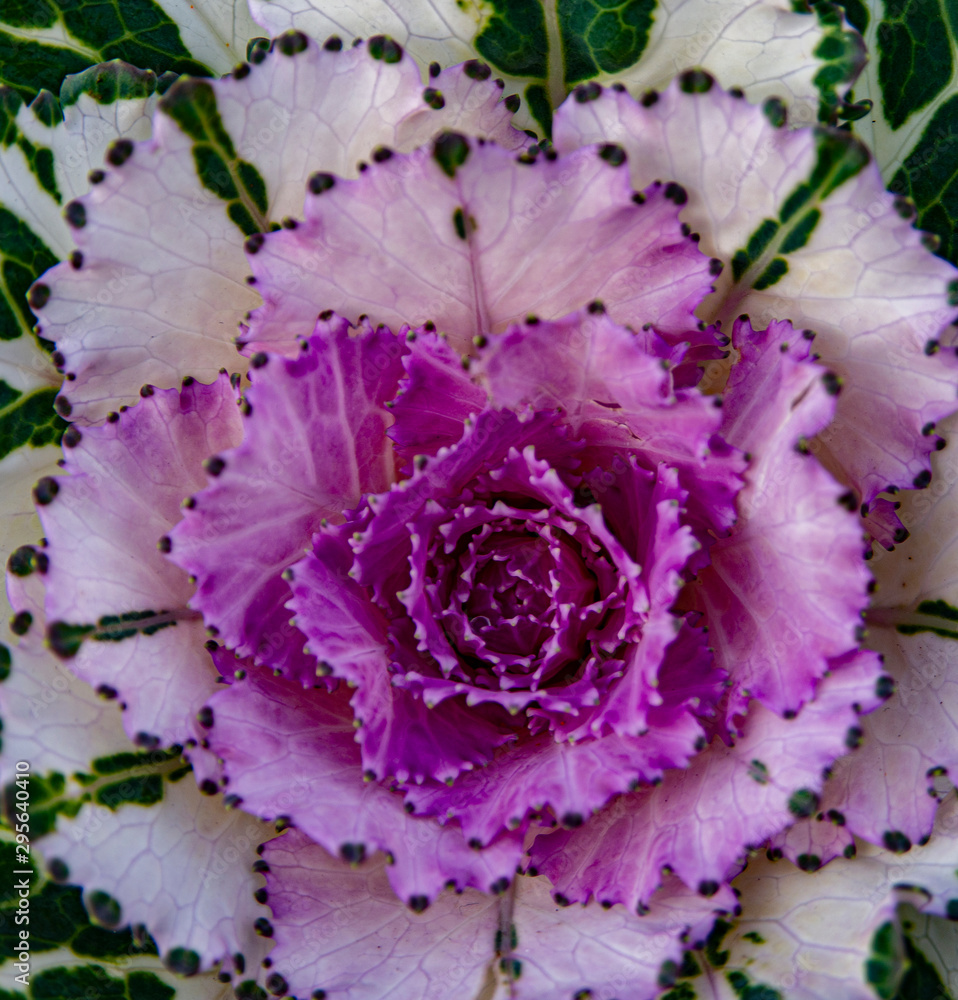 Obraz premium Cabbage Rose