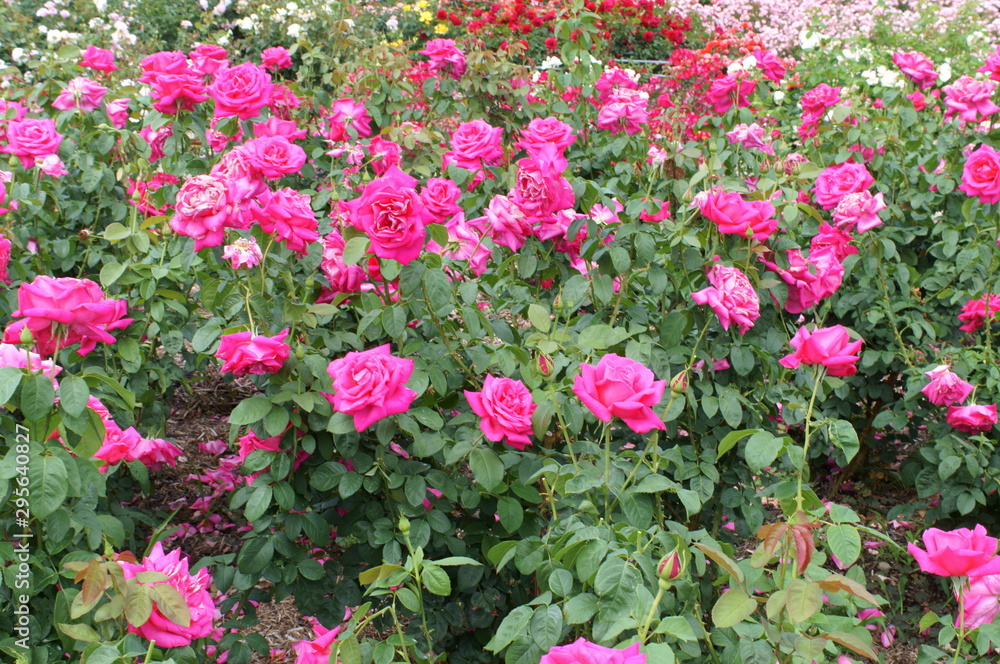 Fototapeta premium Yellow rose in botanical garden