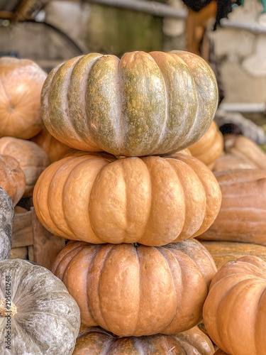 Pumpkin background. Diverse assortment of pumpkins. Autumn harvest