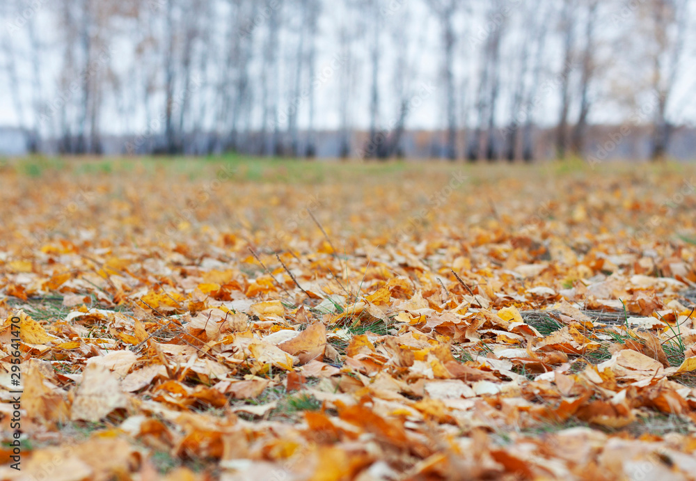 Falling leaves covered a glade in autumn forest Falling leaves covered a glade in autumn forest