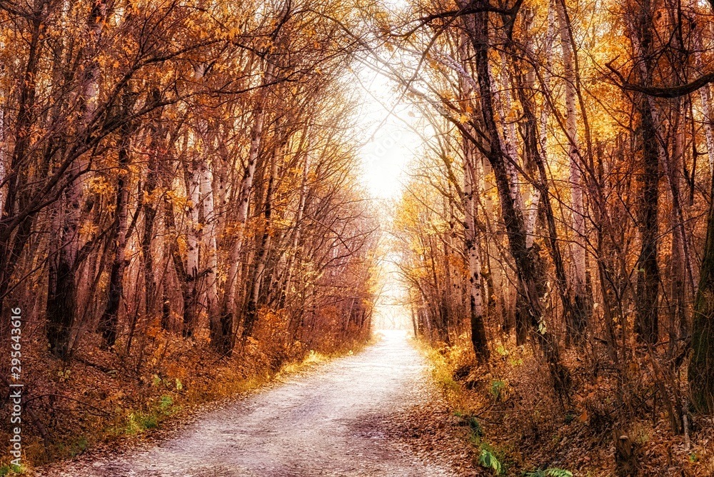 autumn in the forest autumn in the forest