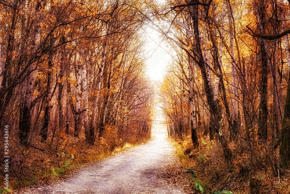 autumn in the forest