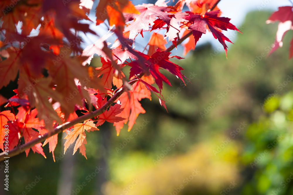 Fototapeta premium Multi-colored maple leaves.