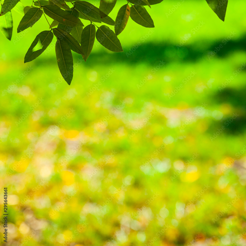 Obraz premium Green leaves close-up.