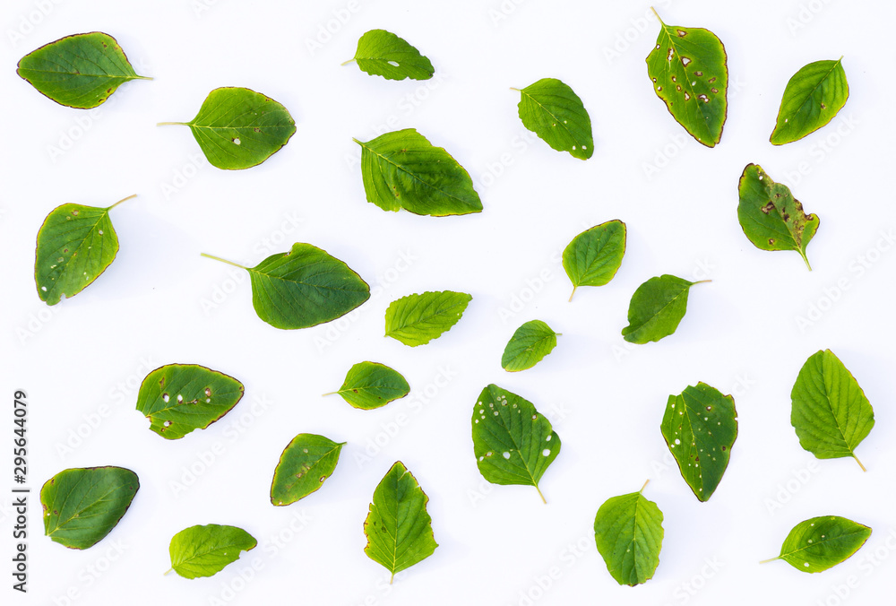 Pattern with green leaves on white background Pattern with green leaves on white background