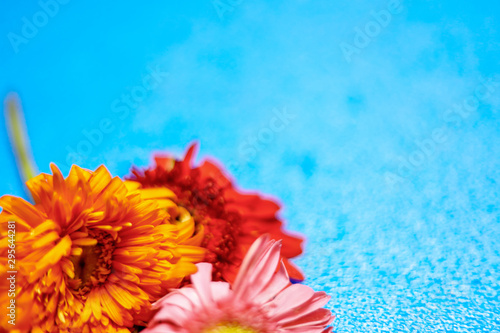 flowers on light blue background. Empty Place For A Text Top View