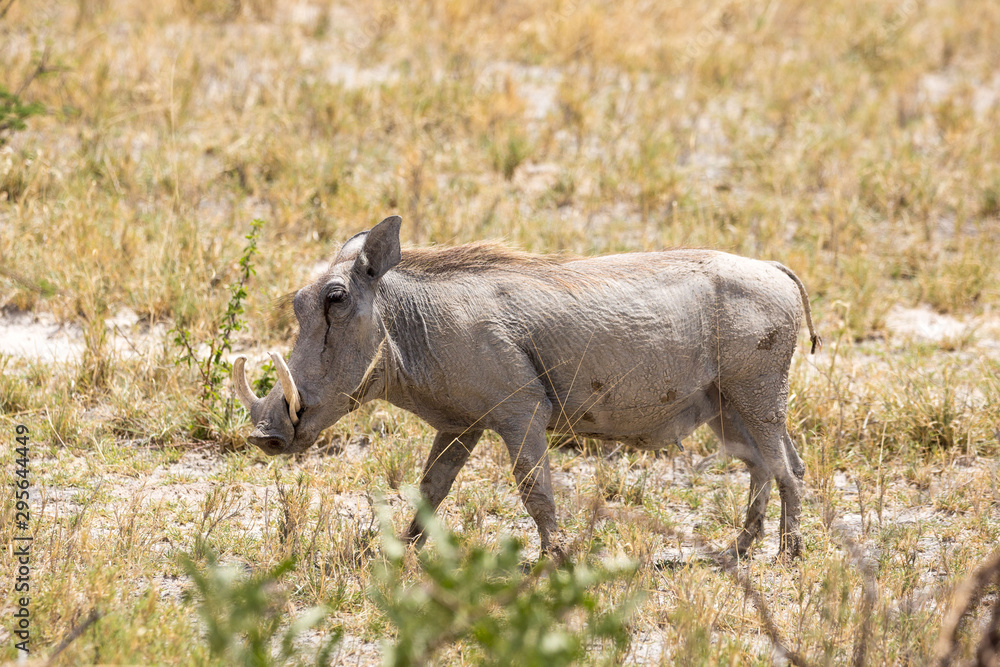 Warthog walking through the steppe, Etosha, Namibia, Africa Warthog walking through the steppe, Etosha, Namibia, Africa