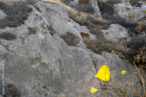 goldenes Herbstblatt im Gebirge photo