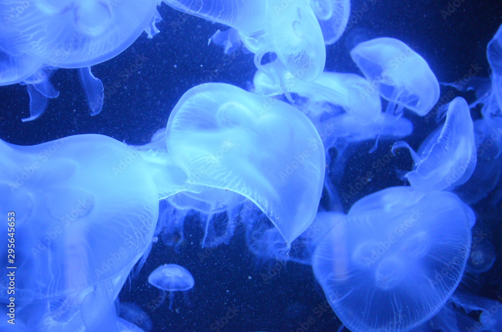 Closeup beautiful jellyfish swimming in the deep blue sea Closeup beautiful jellyfish swimming in the deep blue sea