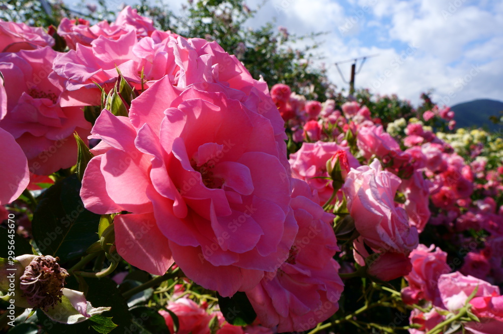 Fototapeta premium Yellow rose in botanical garden