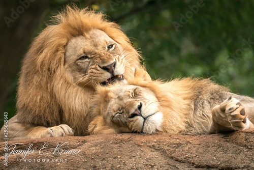 African lions resting on a rock