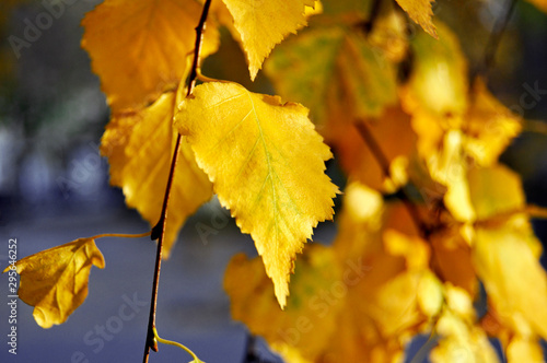 Autumn yellow birch leaves closeup
