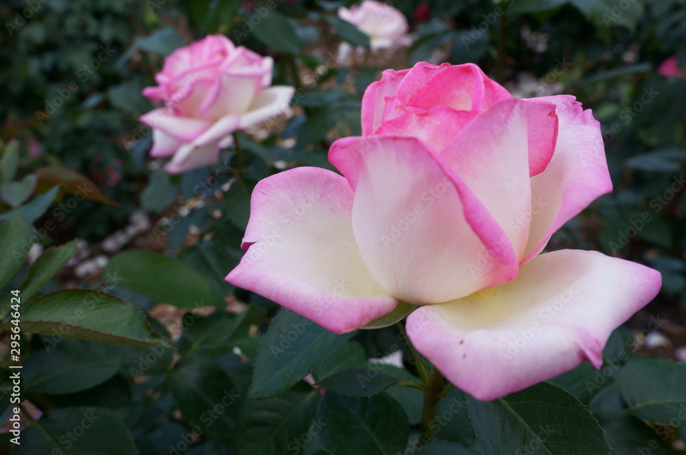 Pink roses in the botanical garden