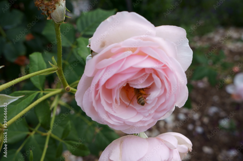 Pink roses in the botanical garden Pink roses in the botanical garden