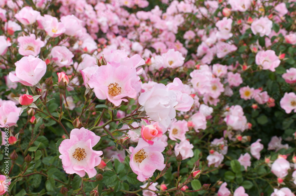 Pink roses in the botanical garden Pink roses in the botanical garden
