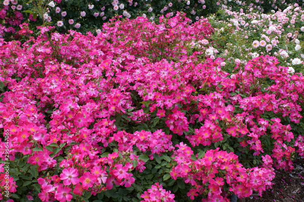 Pink roses in the botanical garden