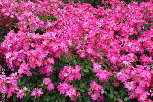 Pink roses in the botanical garden