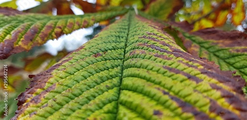 leaf of spring 