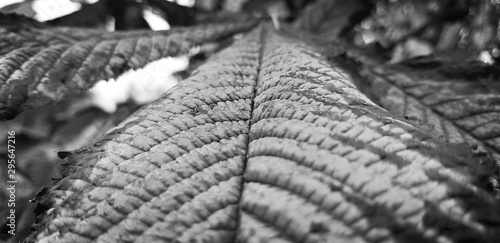Black and white leaf in spring 