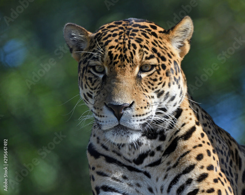 Jaguar © Johanne