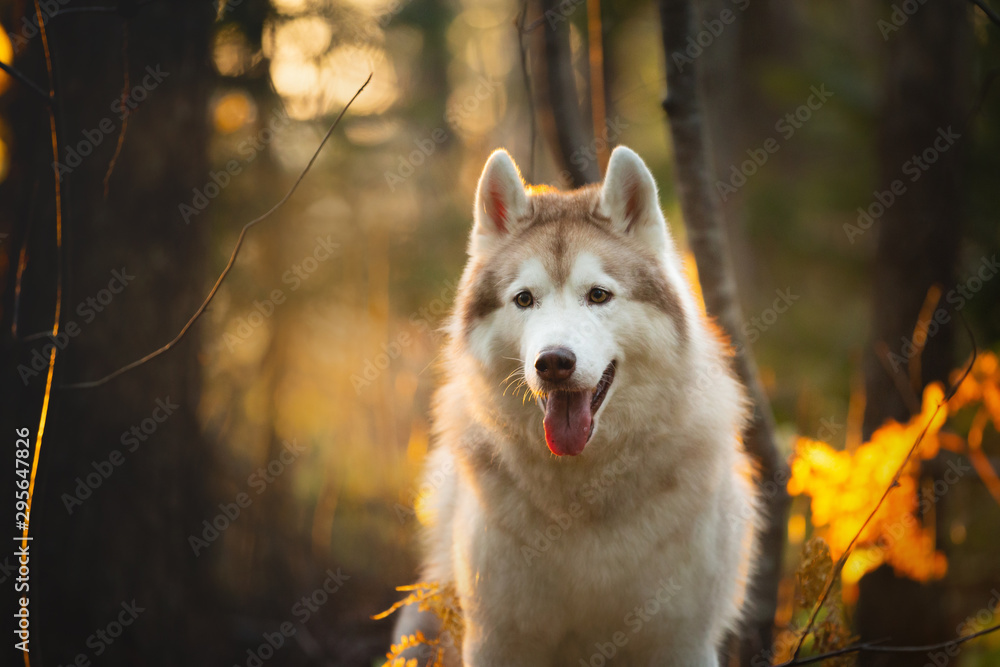 Close-up Portrait of free and beautiful Beige Siberian Husky on a forest background in golden autumn season Close-up Portrait of free and beautiful Beige Siberian Husky on a forest background in golden autumn season