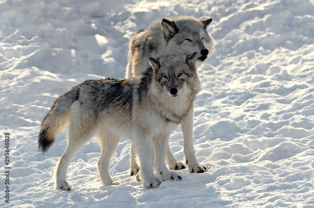 Obraz premium Loups gris
