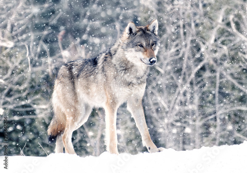 Loup gris © Johanne
