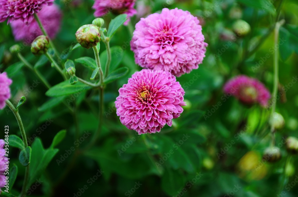 Beautiful of Chrysanthemum pink flowers in garden. Beautiful of Chrysanthemum pink flowers in garden.
