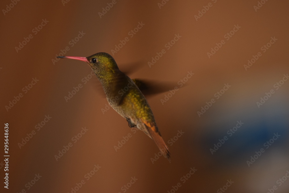 Fototapeta premium Hummingbird in flight