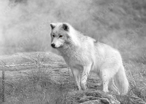 Loup arctique dans la brume