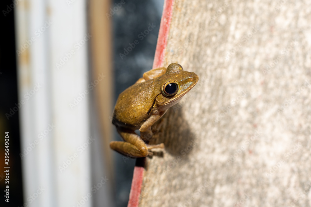 Gray tree frog Gray tree frog