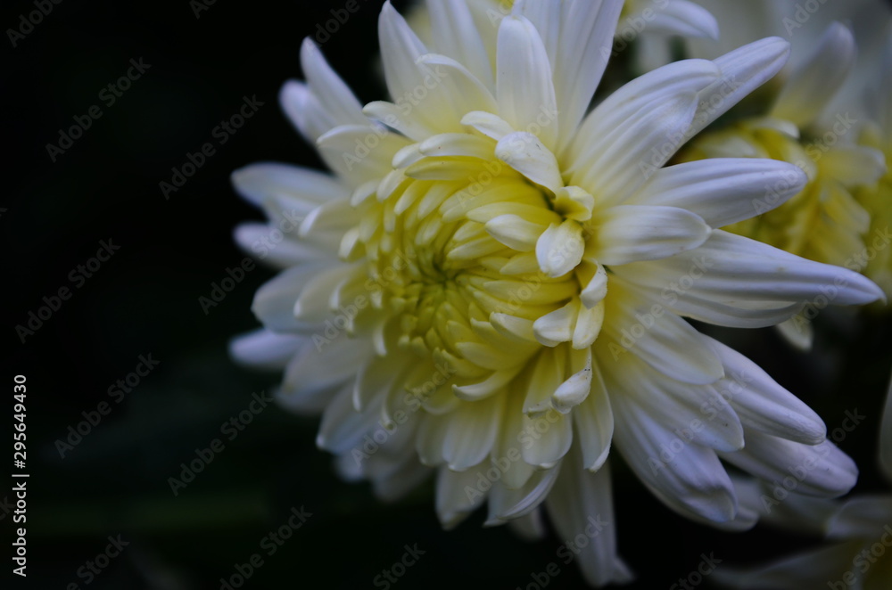 beautiful white chrysanthemums in the garden beautiful white chrysanthemums in the garden