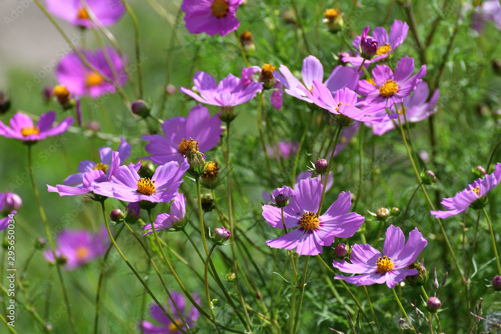 The many Beautiful large pink daisies outdoors The many Beautiful large pink daisies outdoors