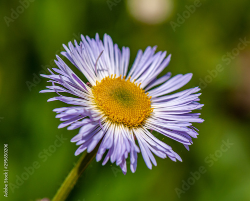 violet daisy flower