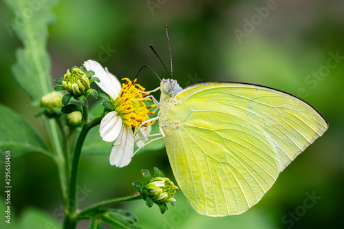 Close up picture of lemon emigra butterfly hanging on flower