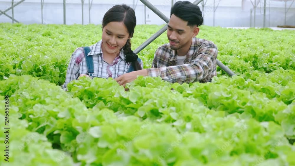 4k slow handheld asian couple farmer takecare and discuss how to growth plant in hydroponics farm greenhouse background 4k slow handheld asian couple farmer takecare and discuss how to growth plant in hydroponics farm greenhouse background