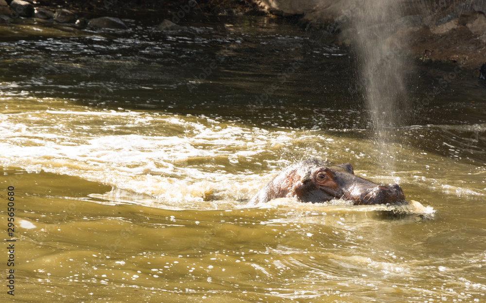 Obraz premium Natural Park Reserve Reservation Hippopotamus Lake