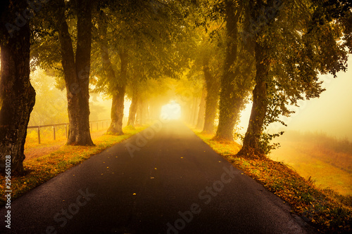 фотографія Helles Licht am Ende einer Baumallee