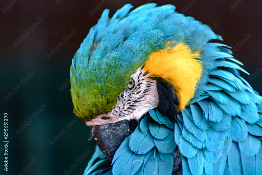 Natural Park Reserve Big Bird Macaw Ara Parrot Photos | Adobe Stock